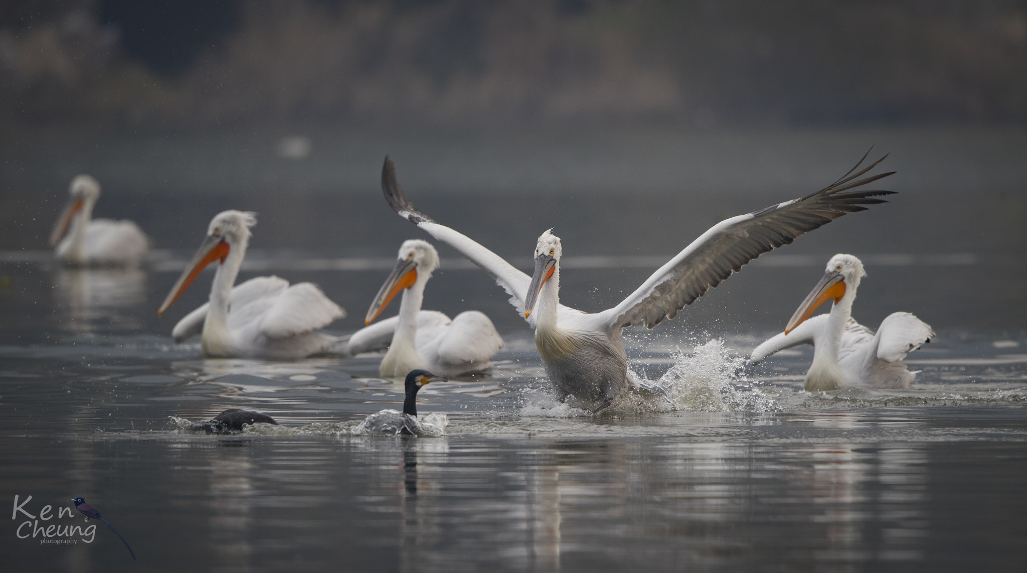 Canon EF 500mm F4L IS II USM sample photo. Pelecanus crispus photography