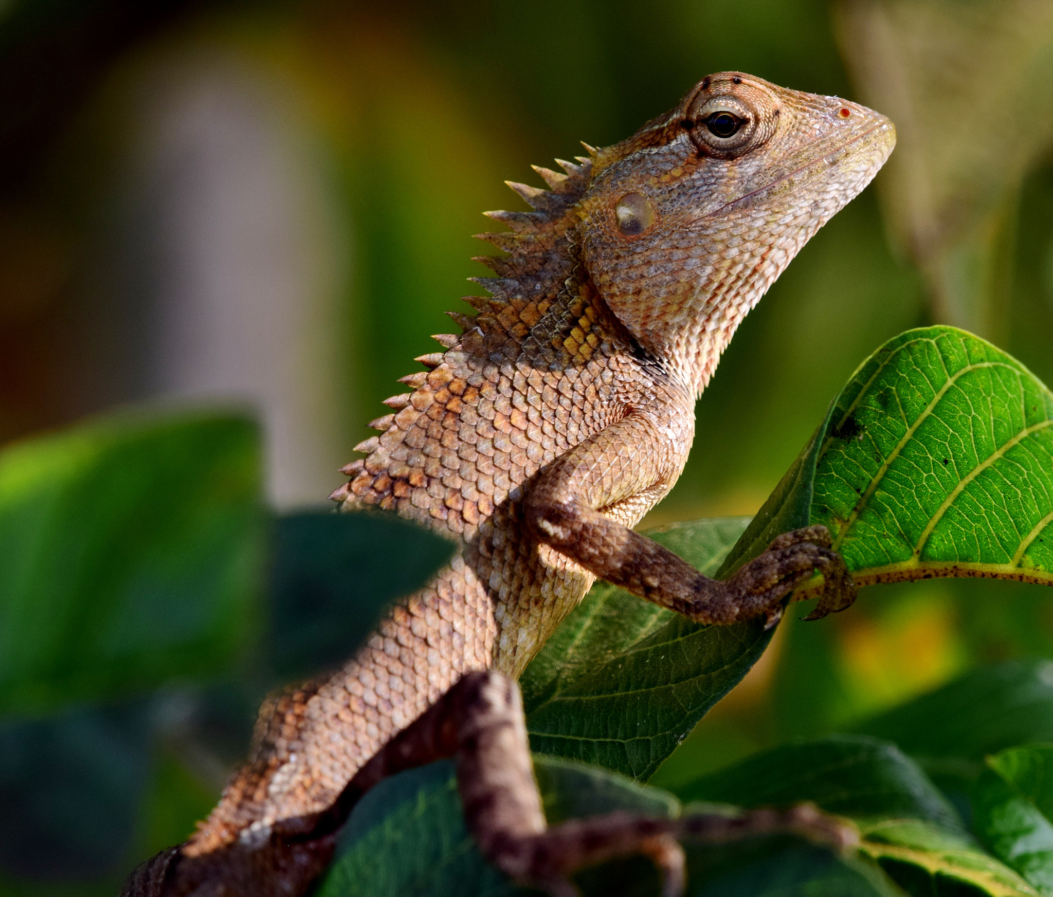 Nikon AF-S Nikkor 200-500mm F5.6E ED VR sample photo