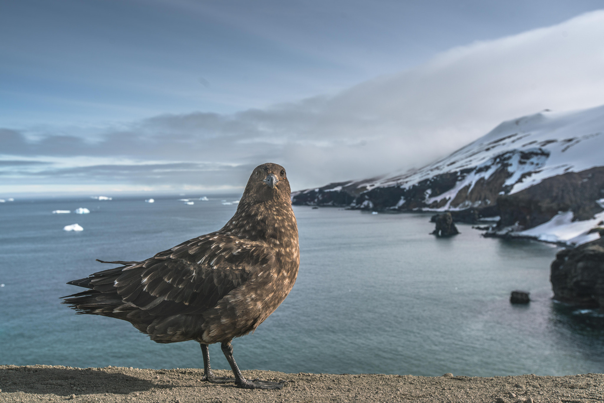 Canon EF 16-35mm F2.8L II USM sample photo. Bird of prey photography