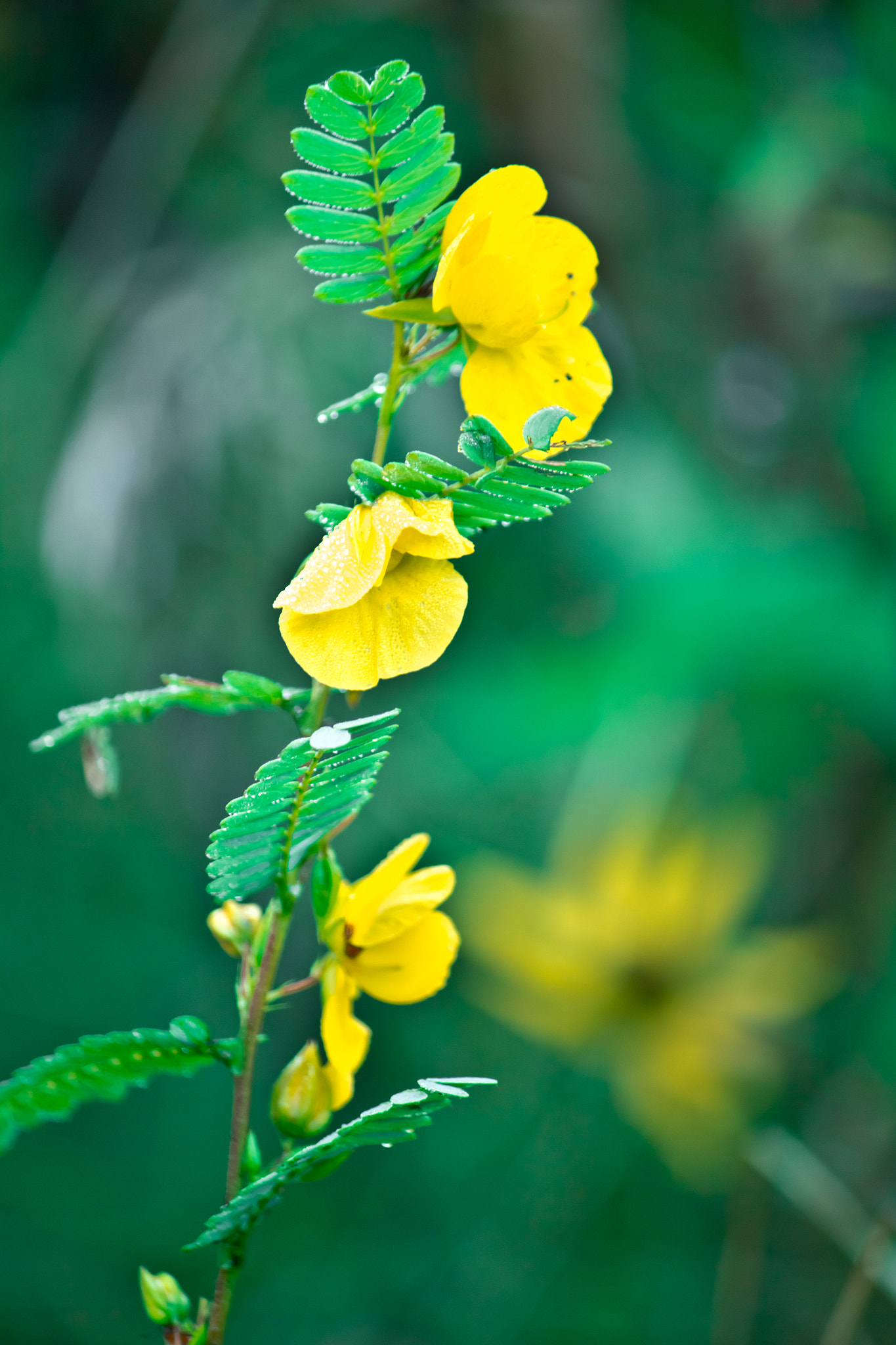Canon EF-S 55-250mm F4-5.6 IS sample photo. Green & yellow photography
