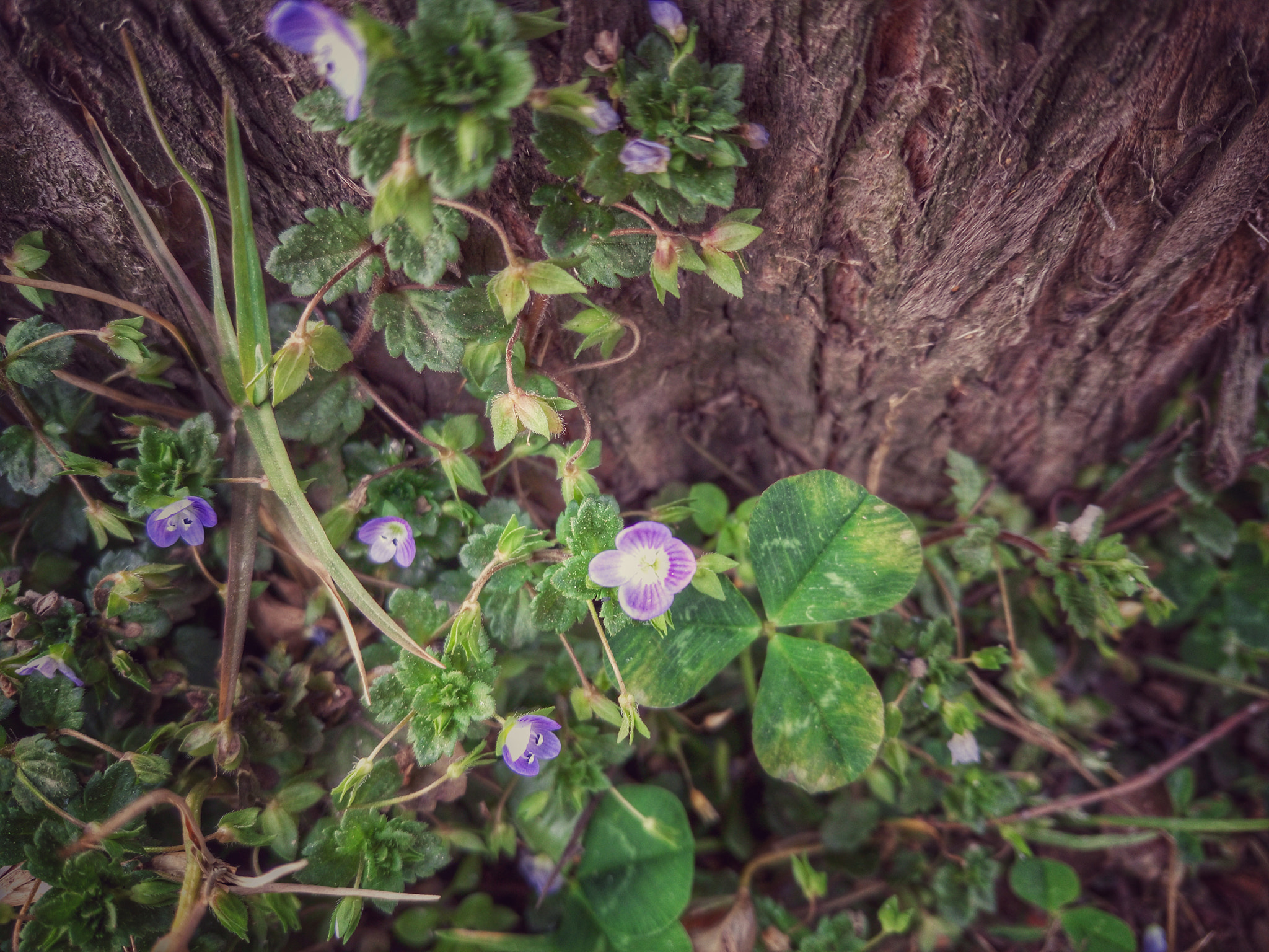 Meizu MX5 sample photo