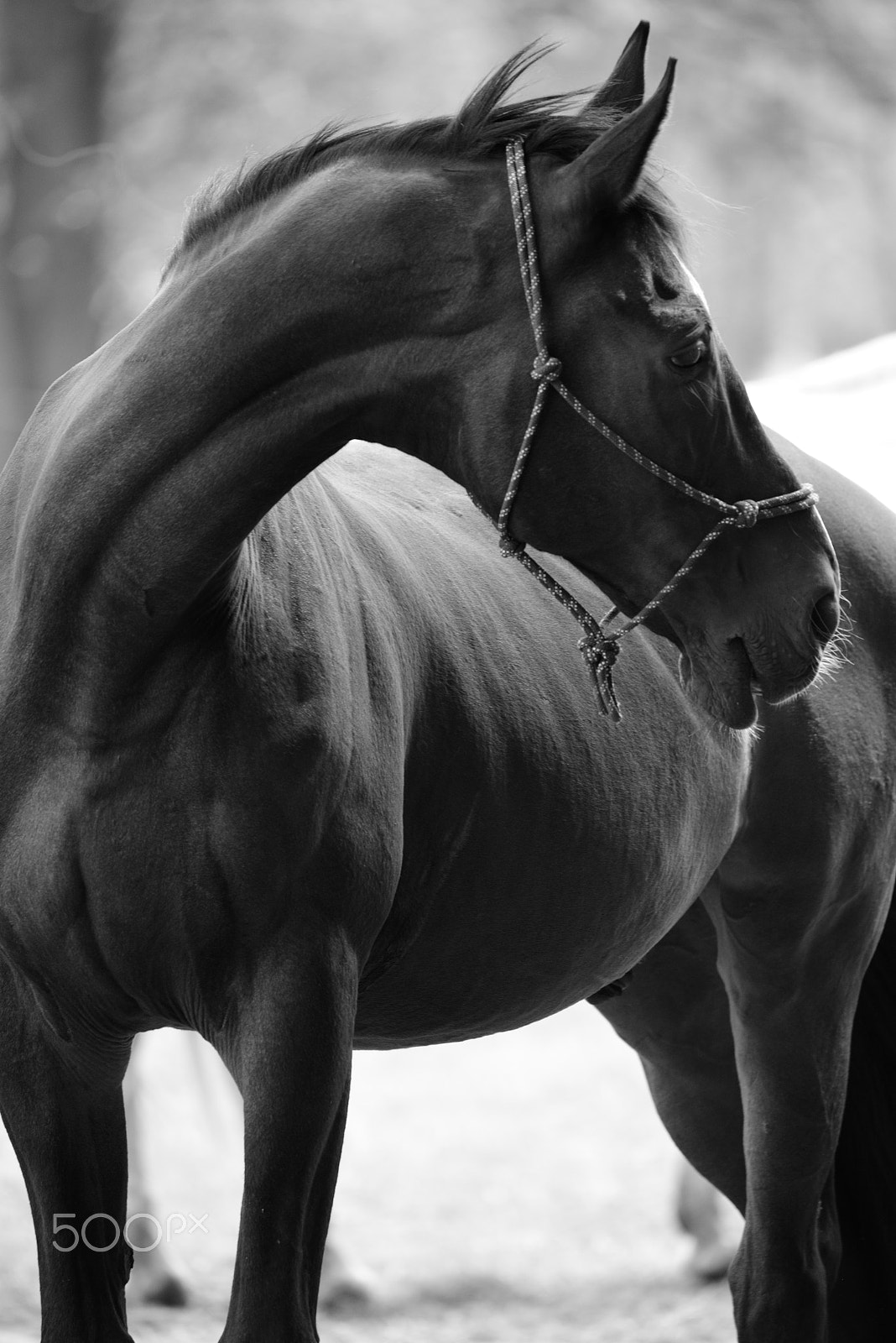 Sigma 150-600mm F5-6.3 DG OS HSM | C sample photo. Portrait of a horse photography