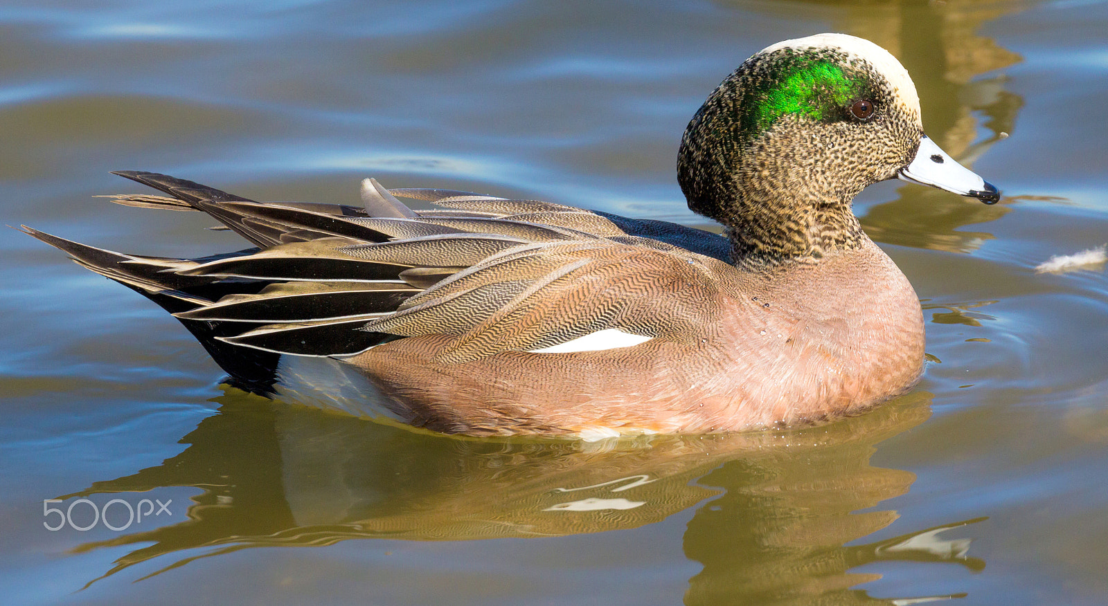 Canon EOS 60D + Canon EF 100-400mm F4.5-5.6L IS II USM sample photo. American wigeon (male) photography