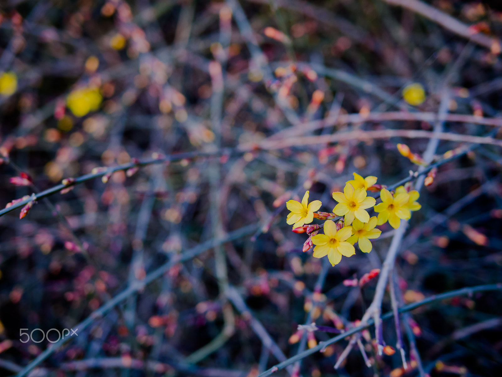 Panasonic Lumix DMC-GF2 sample photo. Winter flower photography