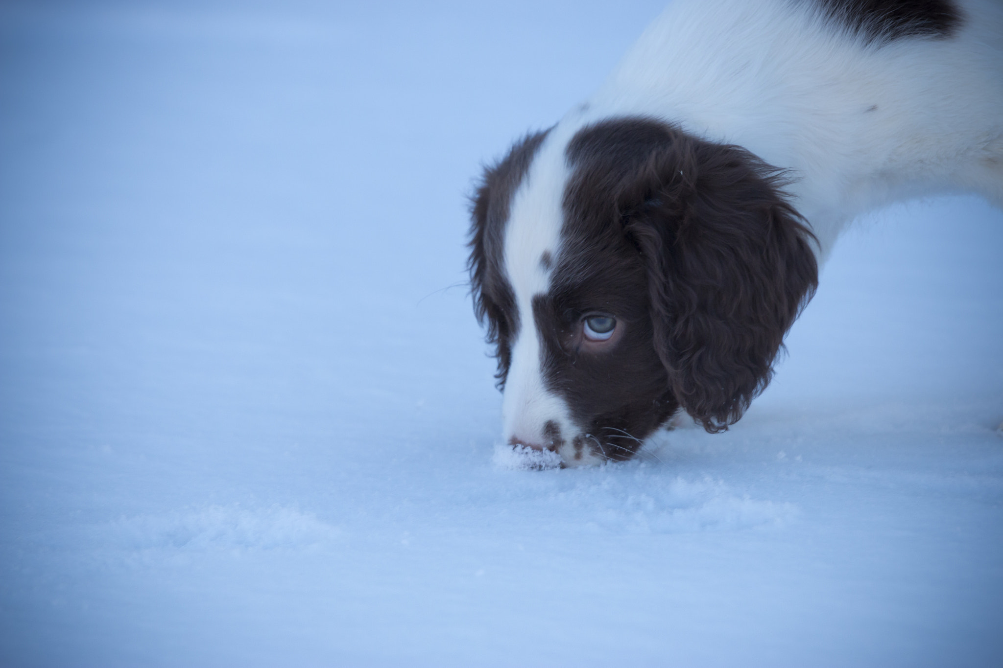 Canon EOS 70D + Canon EF 70-200mm F4L USM sample photo. The investigation photography