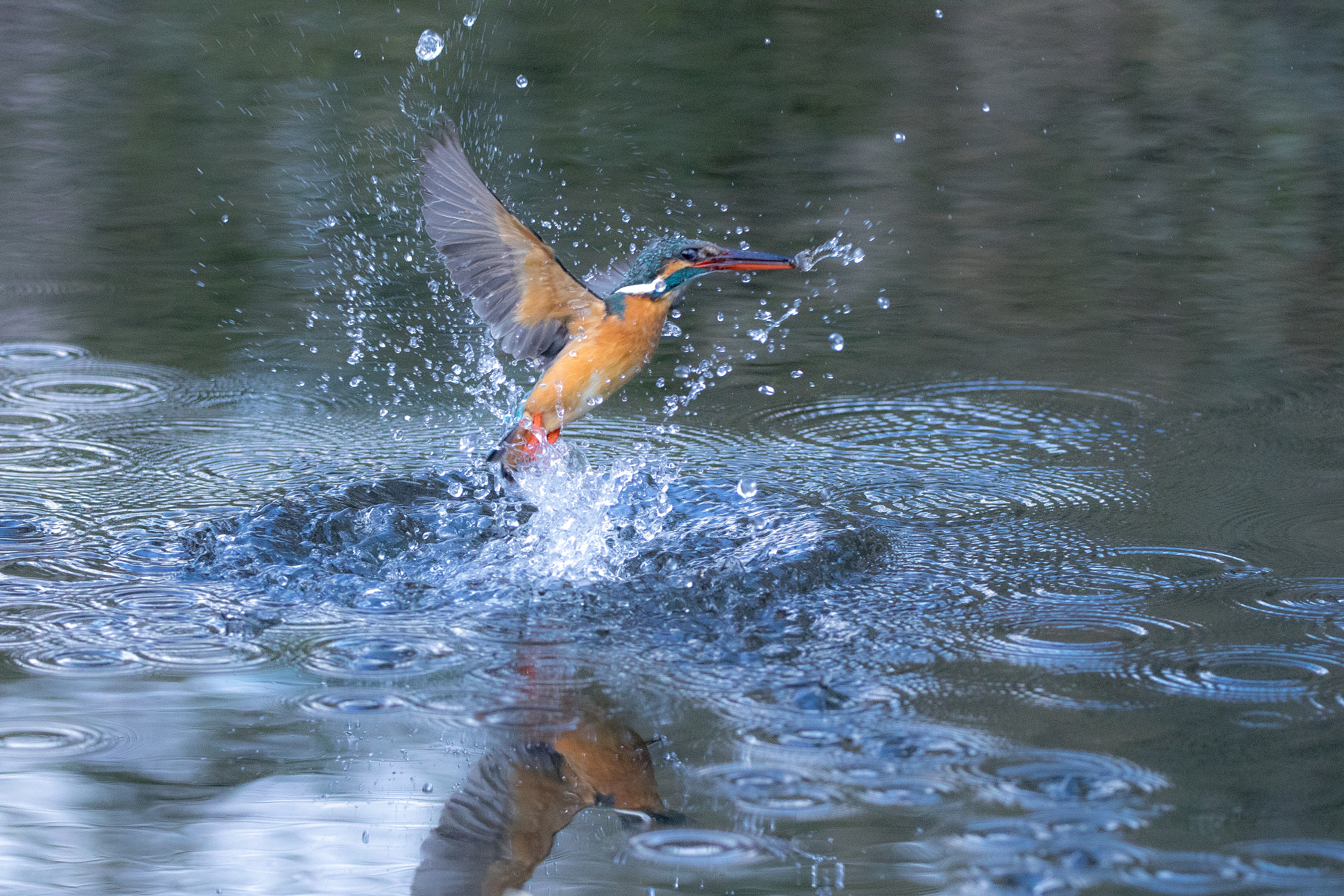 150-600mm F5-6.3 DG OS HSM | Contemporary 015 sample photo. Kingfisher photography