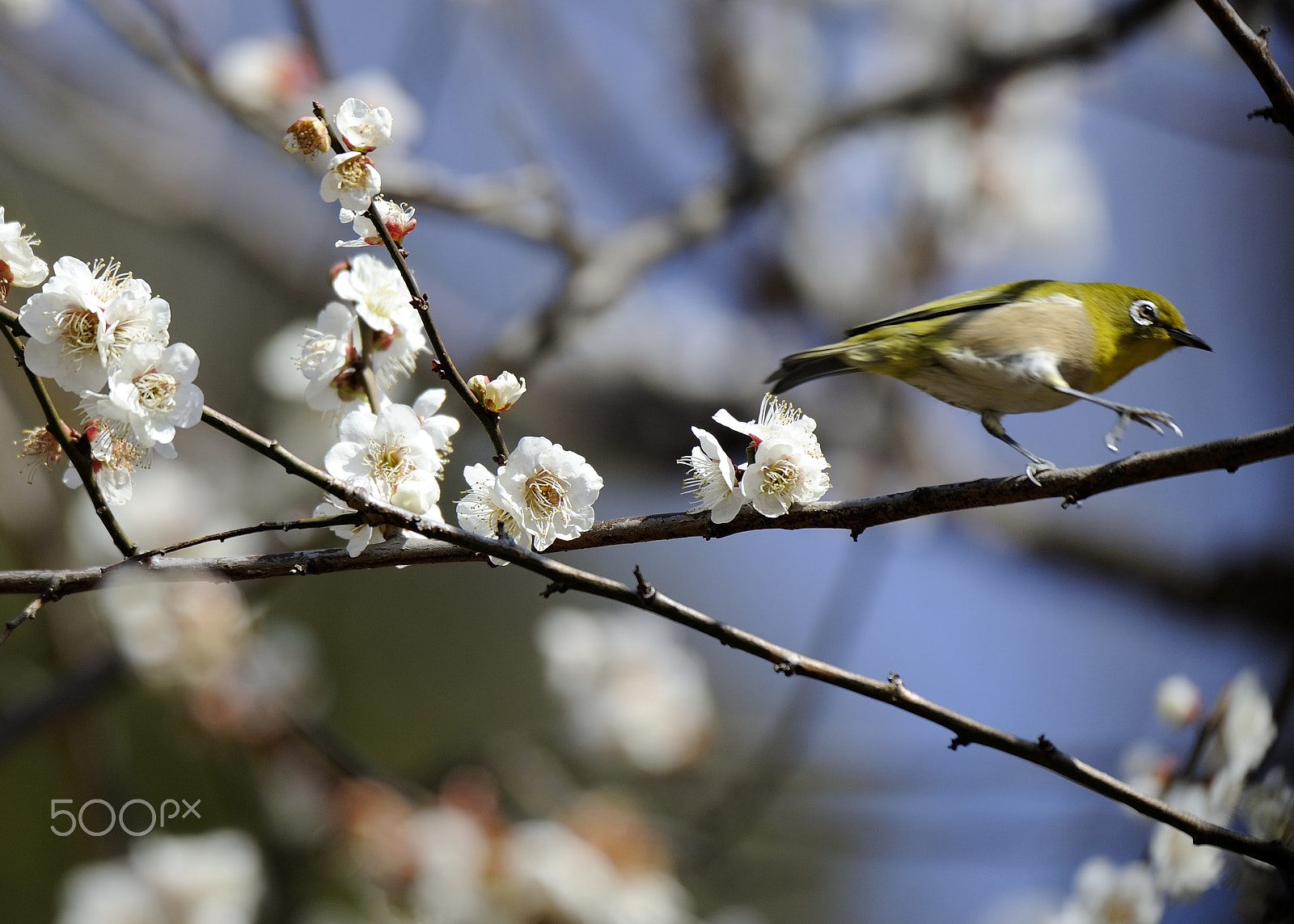 Nikon D700 sample photo. Spring scenery photography