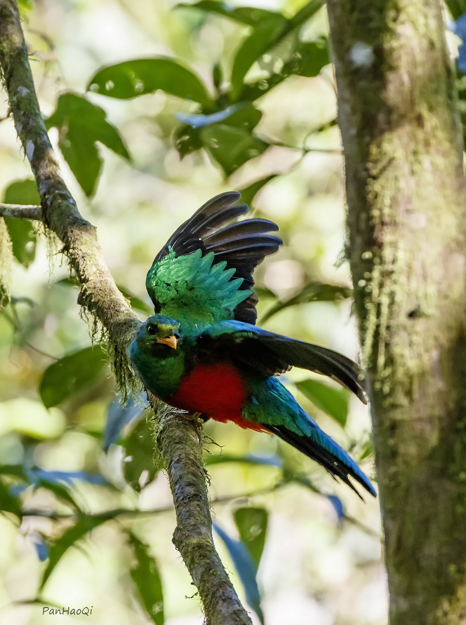 Canon EF 200-400mm F4L IS USM Extender 1.4x sample photo. Masked trogon photography
