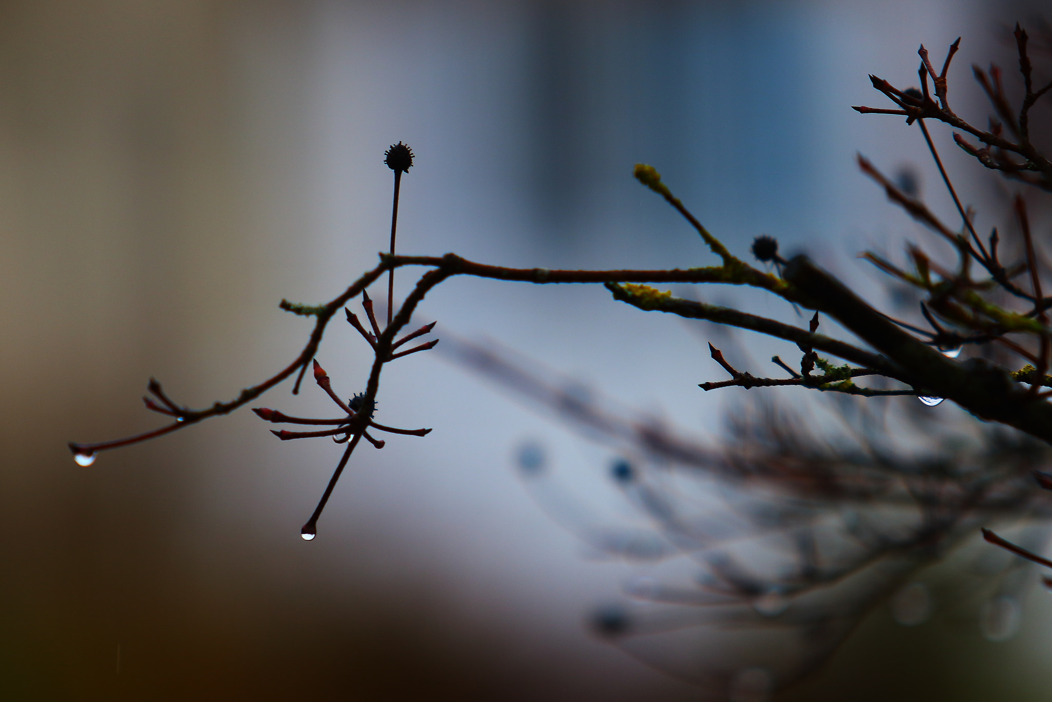 Canon EF 70-200mm F2.8L USM sample photo. Raindrop photography