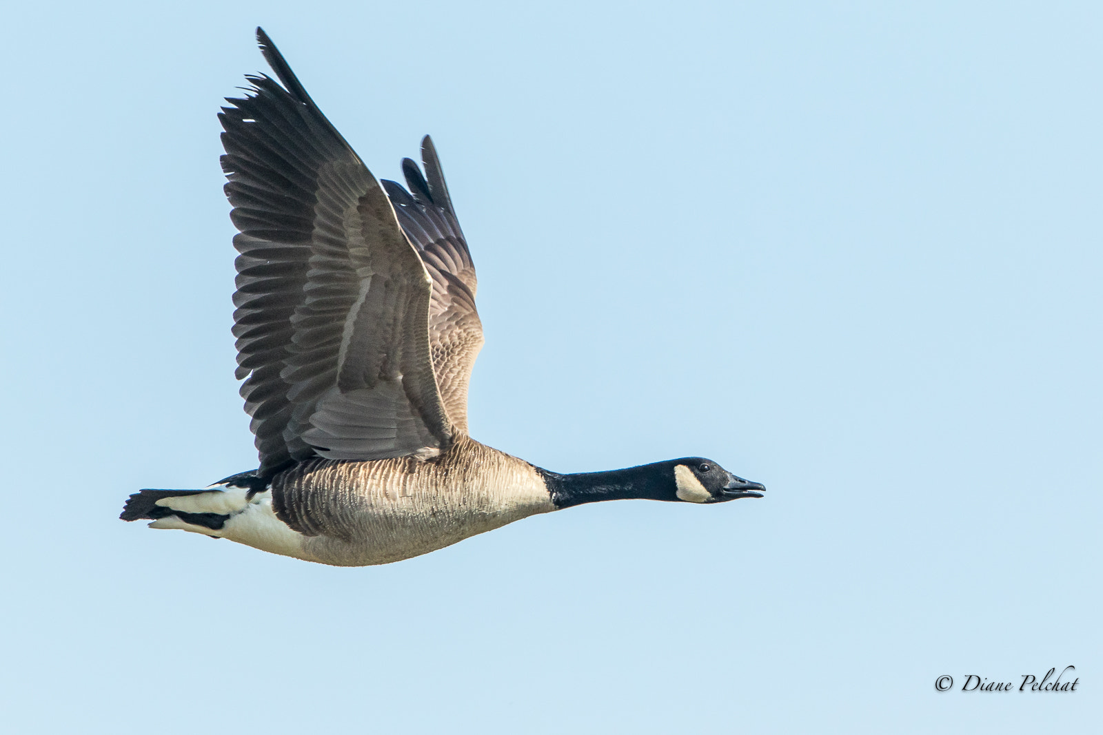 Canon EOS 7D Mark II + Canon EF 300mm F2.8L IS II USM sample photo. Canada goose in flight photography