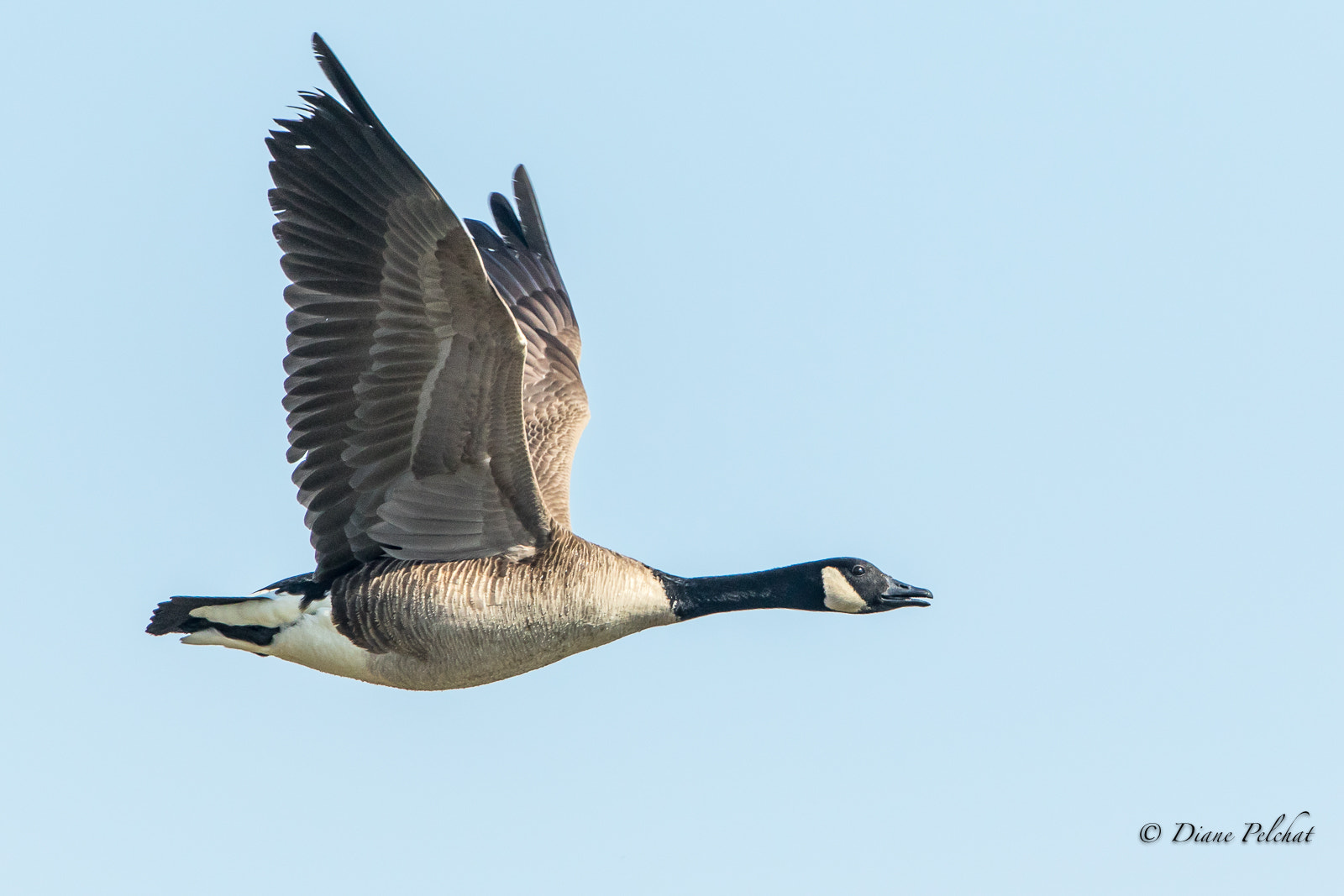 Canon EOS 7D Mark II sample photo. Canada goose in flight photography