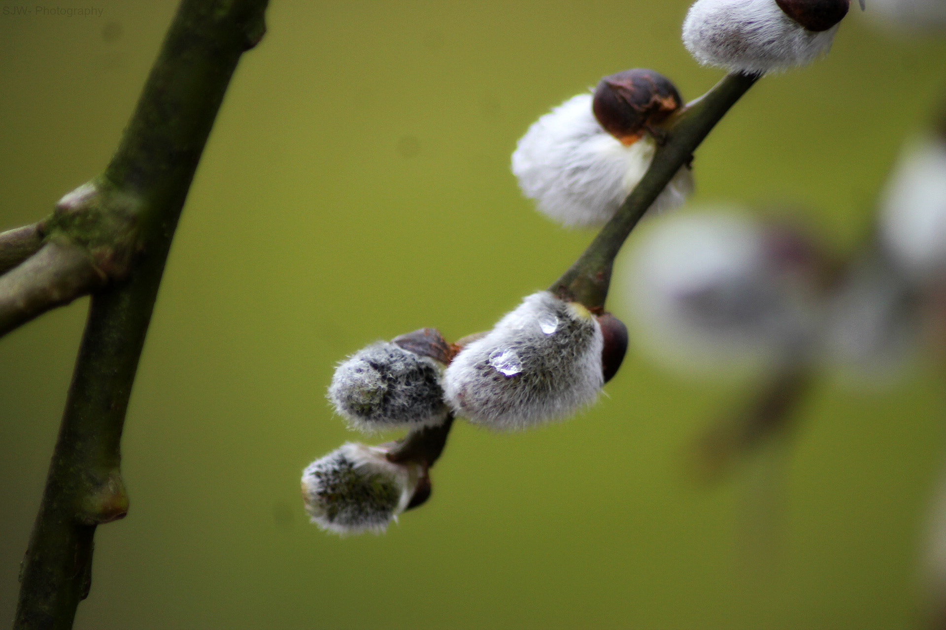 Canon EOS 1100D (EOS Rebel T3 / EOS Kiss X50) sample photo. Catkin photography