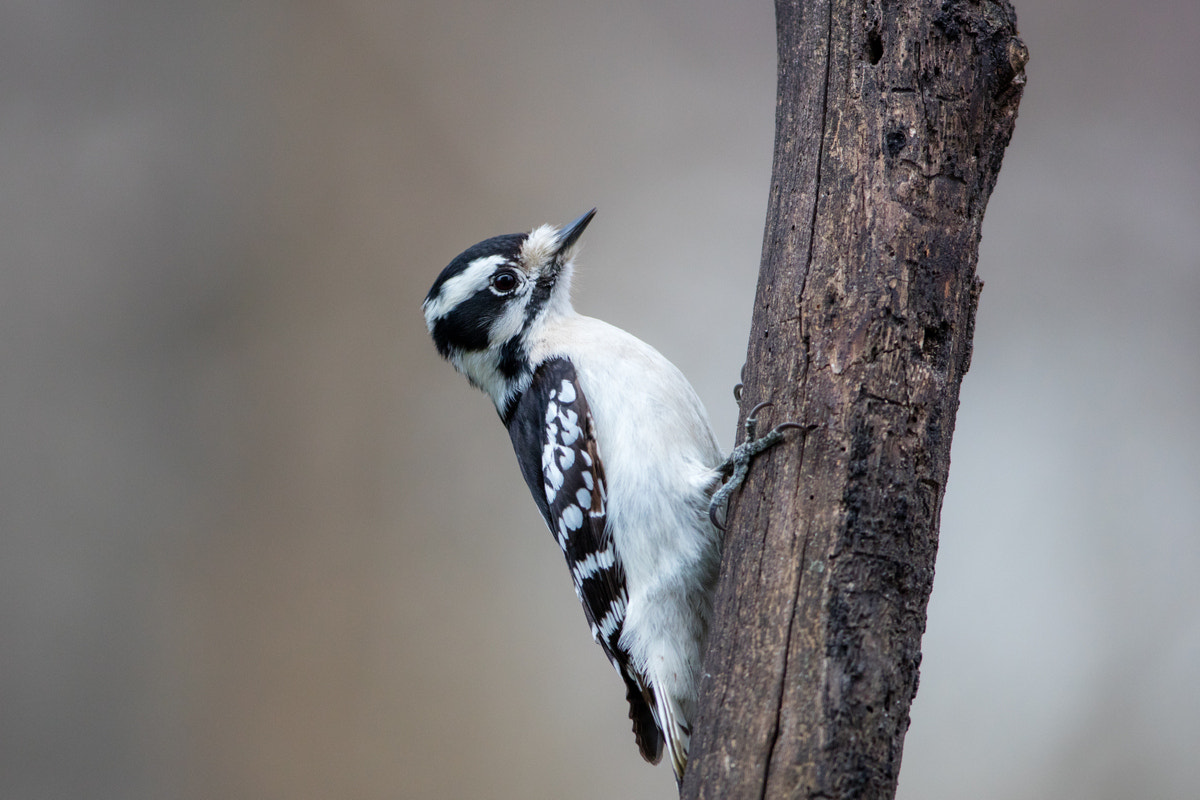 Canon EOS 5DS R + Canon EF 200-400mm F4L IS USM Extender 1.4x sample photo. Downy woodpecker photography