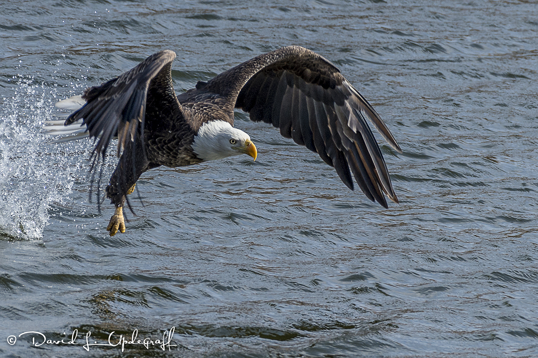 Nikon D4 sample photo. Bald eagle catches lunch photography