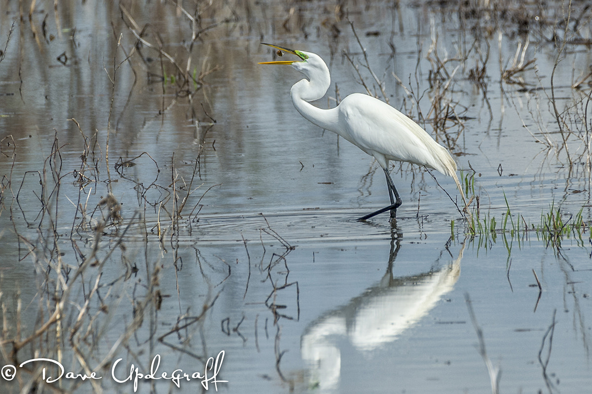 Sigma 50-500mm F4.5-6.3 DG OS HSM sample photo. Great egret has lunch photography