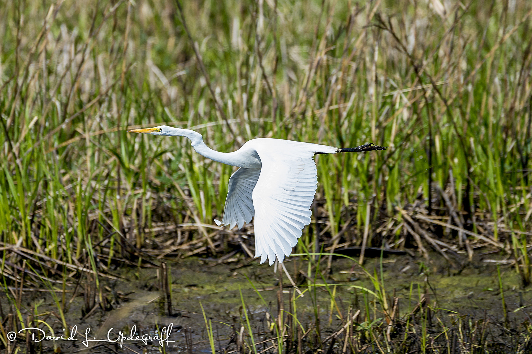 Sigma 150-600mm F5-6.3 DG OS HSM | C sample photo. Great egret in flight photography