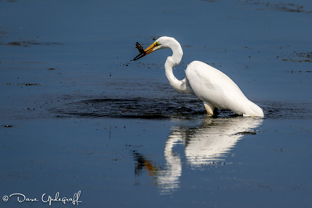 Nikon D4 sample photo. Great egret photography