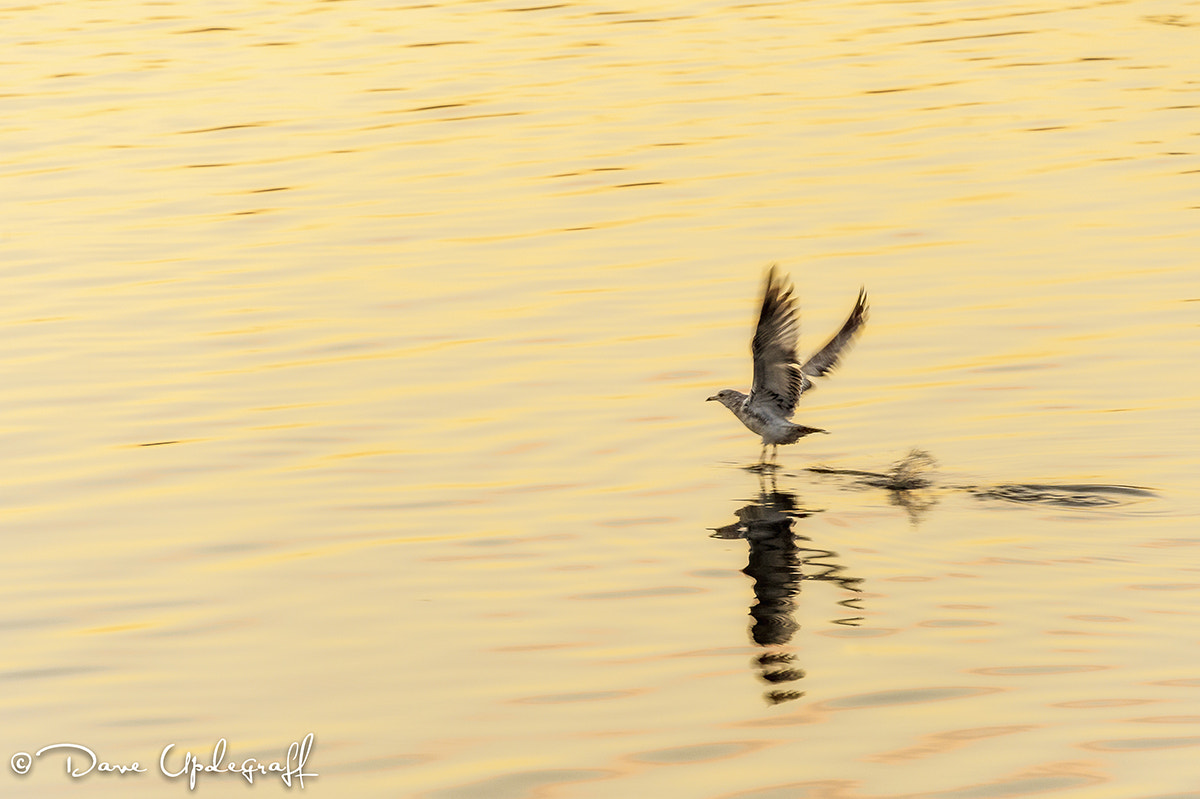 Nikon D4 sample photo. On golden river photography