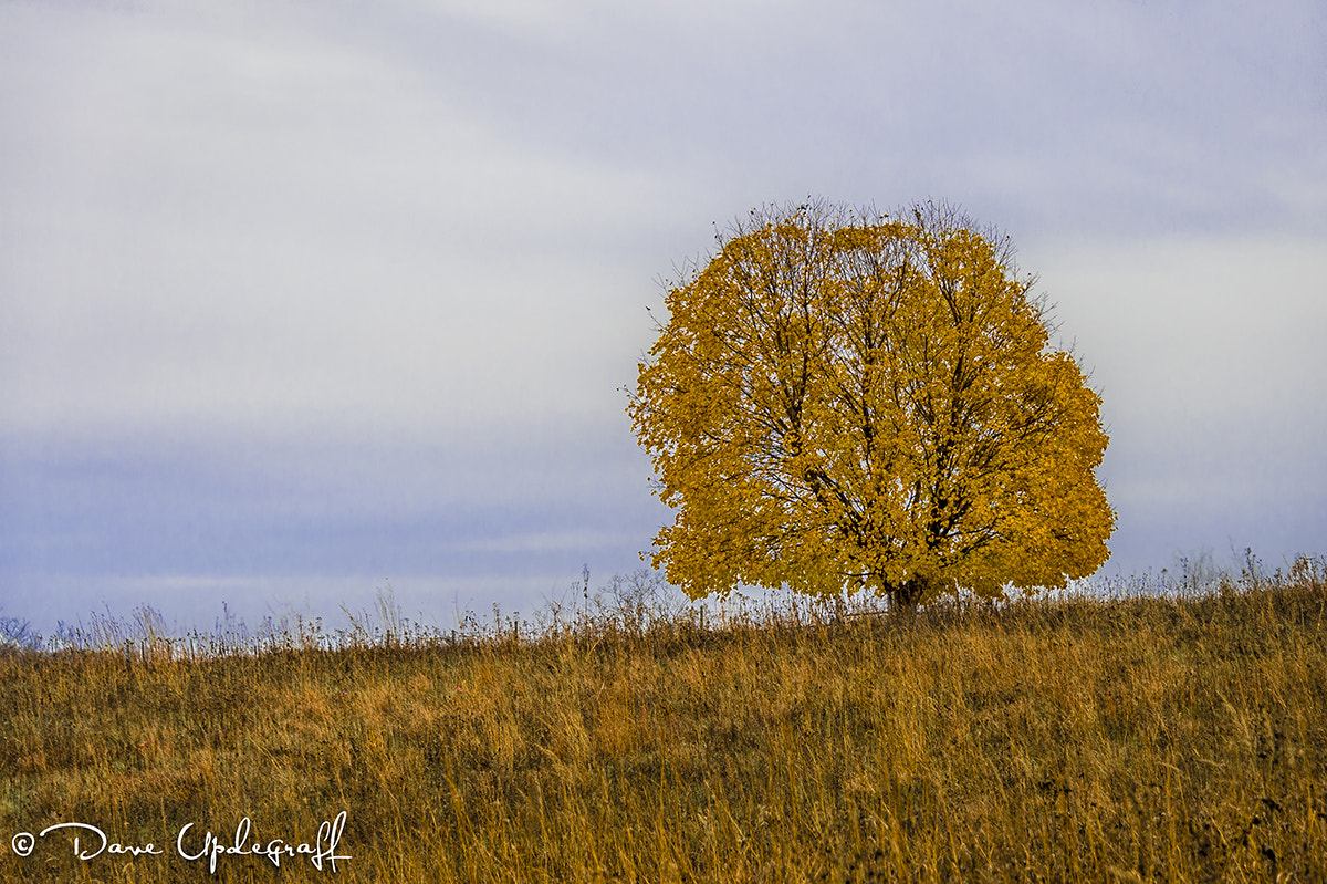 Nikon D4 sample photo. Lonely tree photography