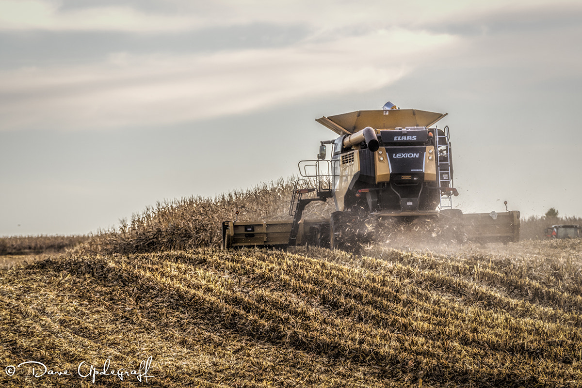 Nikon D810 sample photo. October corn harvest photography