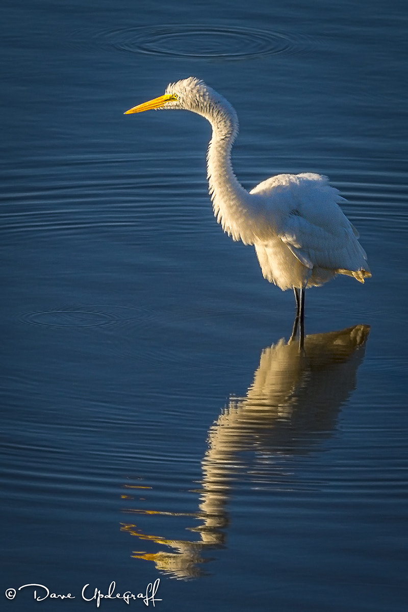 Nikon D600 sample photo. Snowy egret photography