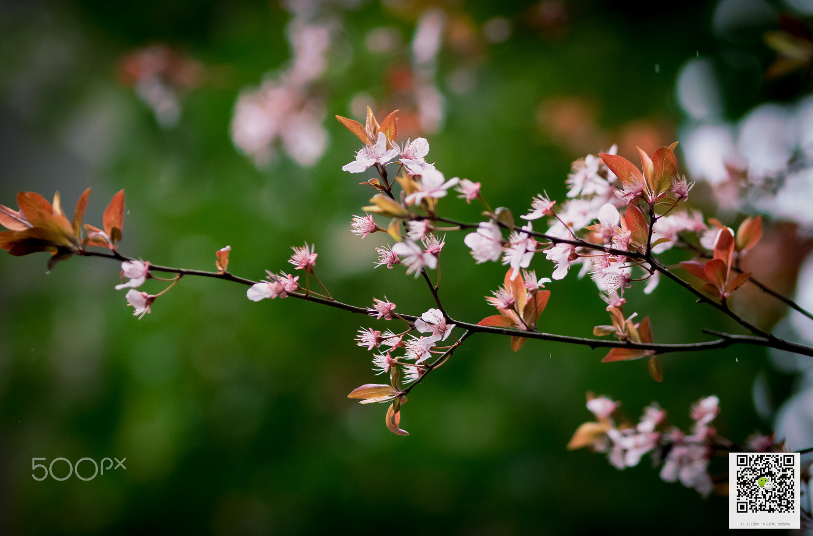 Canon EF 70-200mm F2.8L IS II USM sample photo. 红花绿叶 photography