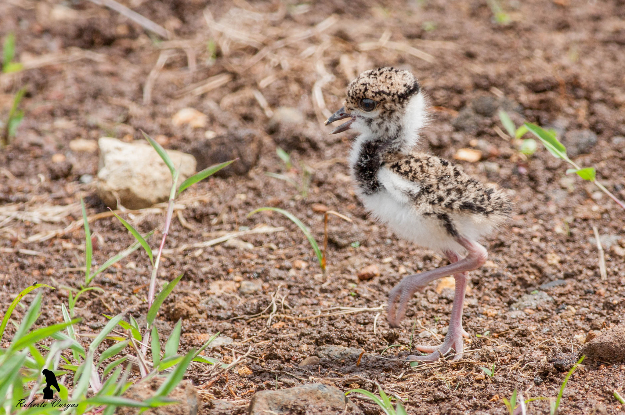 Canon EOS 40D + Canon EF 400mm F5.6L USM sample photo. Southern lapwing photography