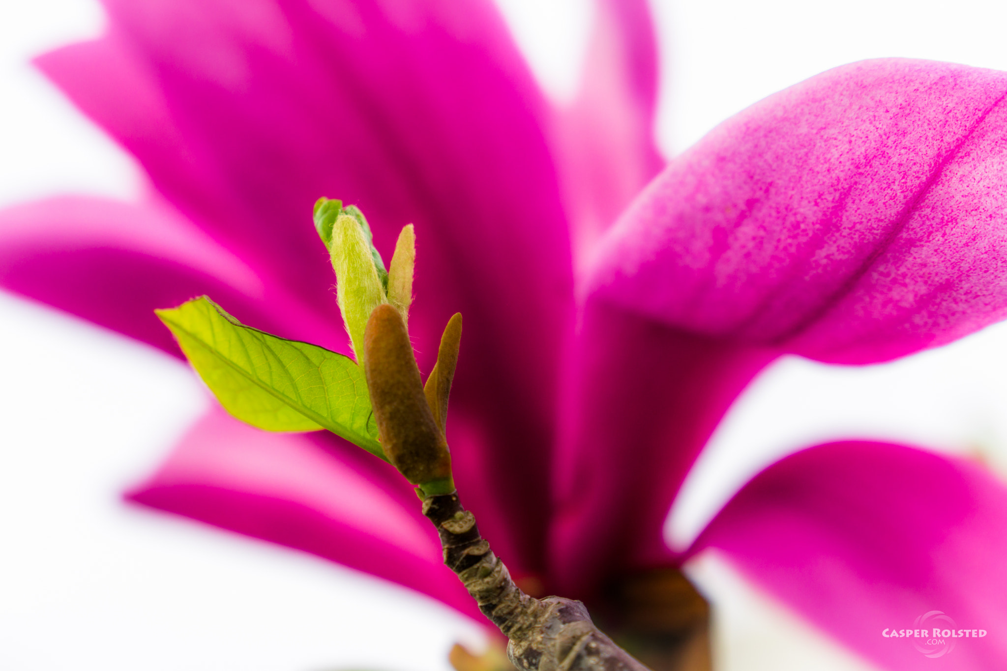 Sony a6300 + Sony Vario-Tessar T* E 16-70mm F4 ZA OSS sample photo. Magnolia photography