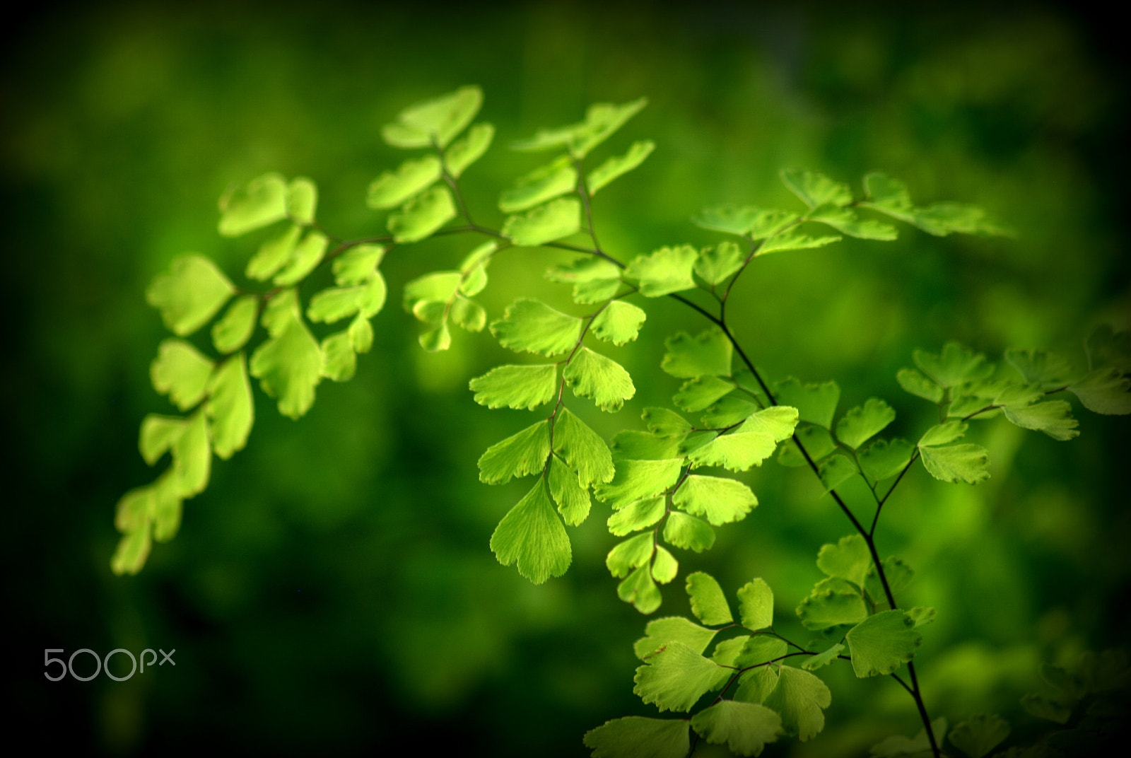 Sigma 70-300mm F4-5.6 APO DG Macro sample photo. Fern foliage photography