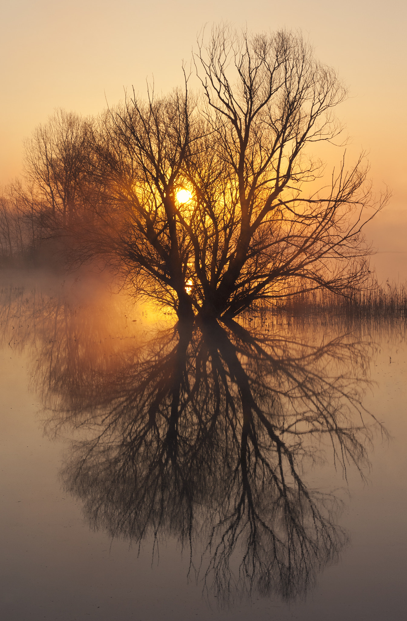 Canon EOS 400D (EOS Digital Rebel XTi / EOS Kiss Digital X) sample photo. Sunrise in the swamp photography