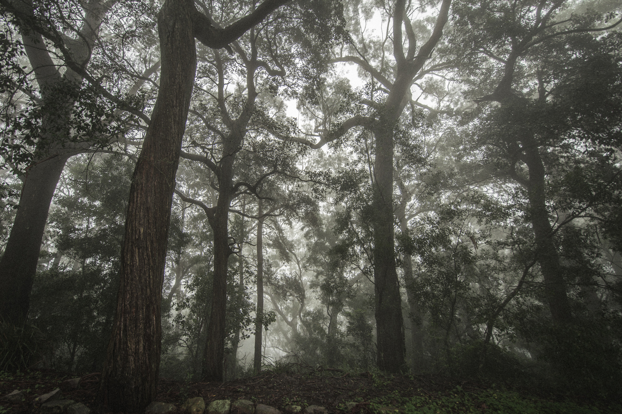 Nikon D5200 + Samyang 14mm F2.8 ED AS IF UMC sample photo. Foggy forest photography