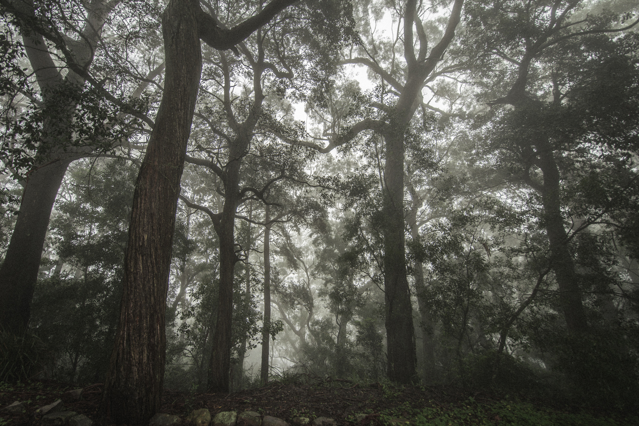 Samyang 14mm F2.8 ED AS IF UMC sample photo. Foggy forest photography