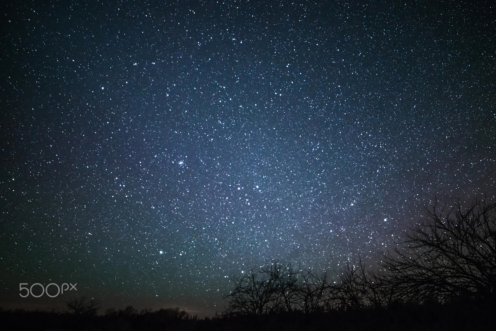 Nikon D800 sample photo. Rural winter landscape at night with trees and stars photography