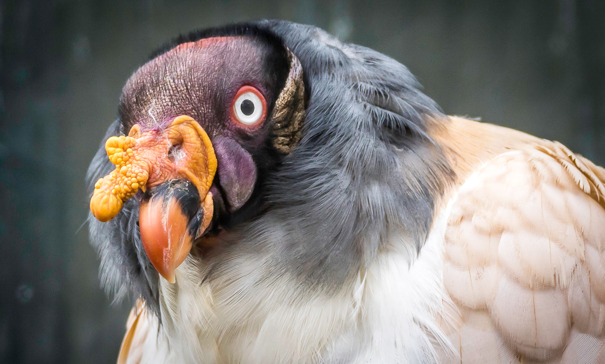 Sony ILCA-77M2 sample photo. King vulture photography