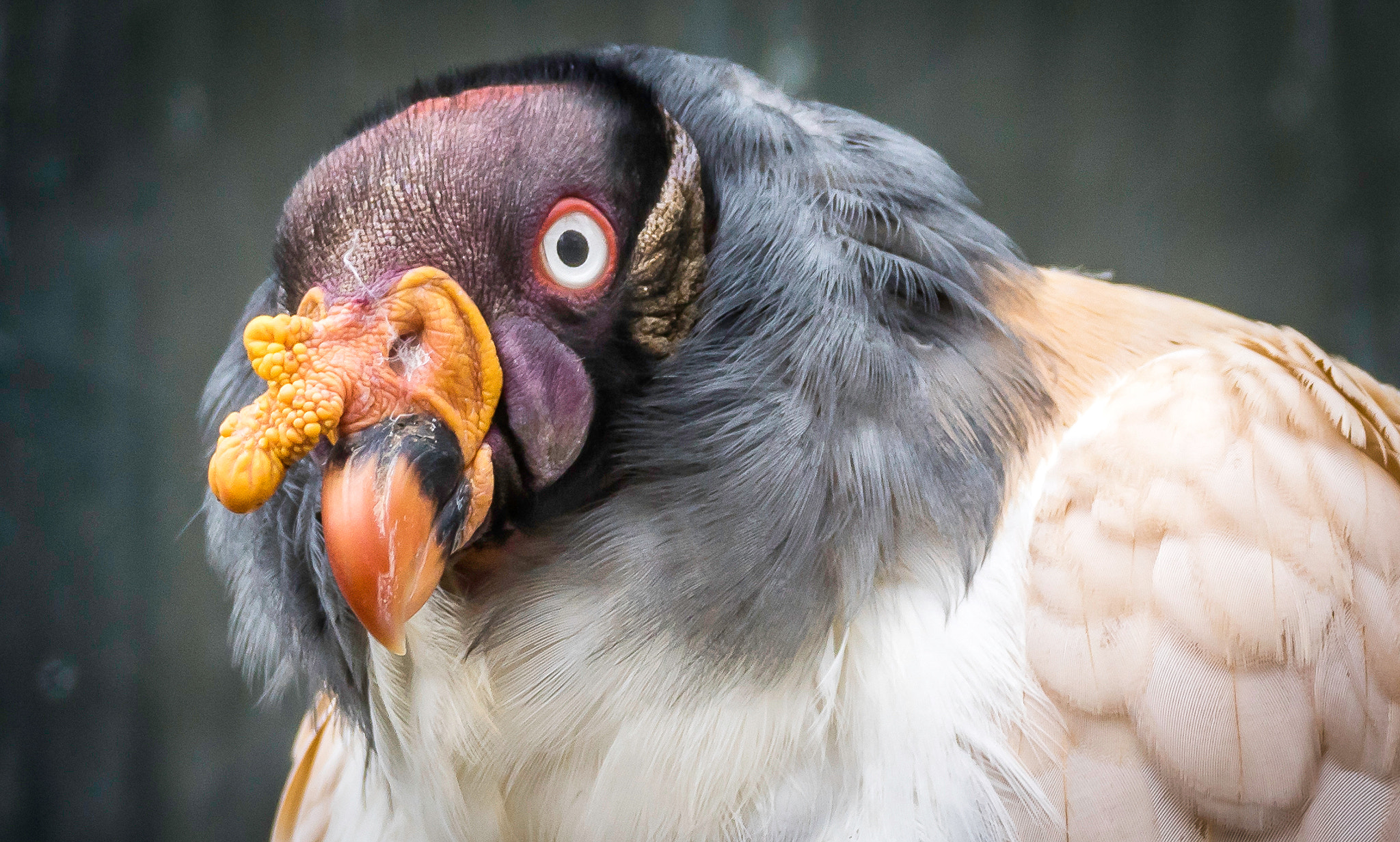 Sony ILCA-77M2 + Sony 70-400mm F4-5.6 G SSM II sample photo. King vulture photography