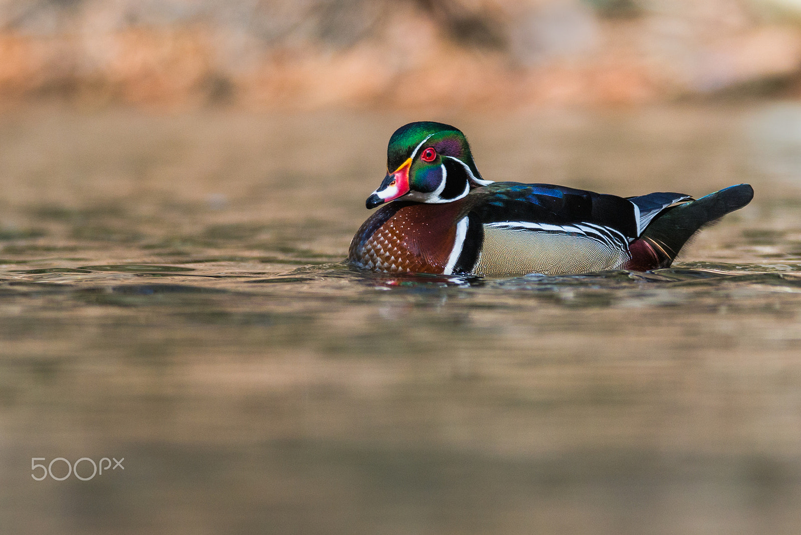 Nikon AF-S Nikkor 300mm F4D ED-IF sample photo. Wood duck drake photography