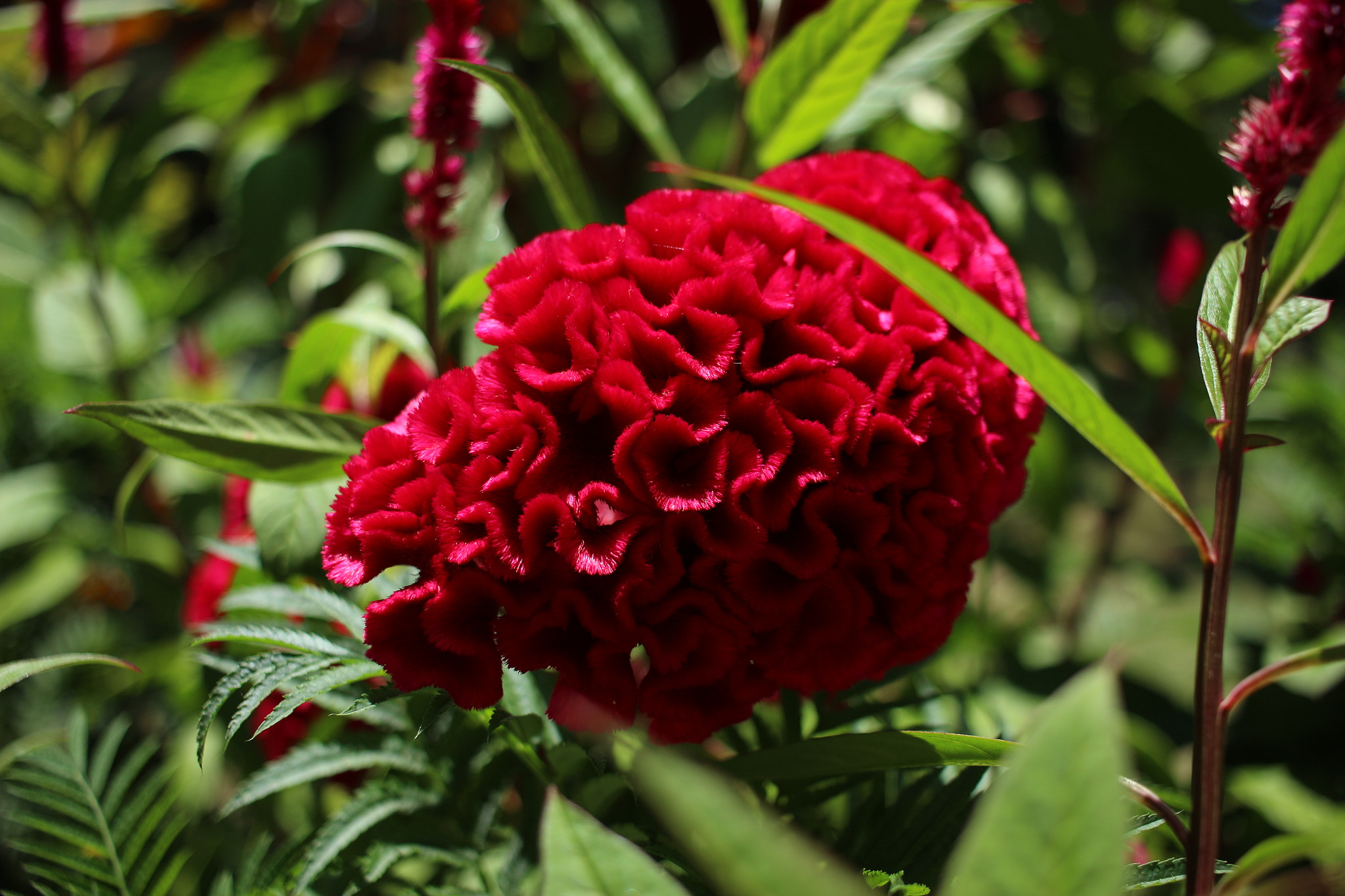 Canon EF-S 24mm F2.8 STM sample photo