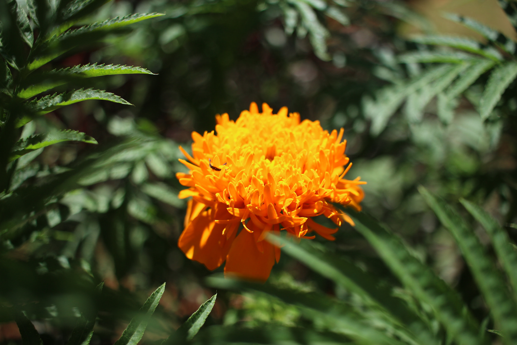 Canon EF-S 24mm F2.8 STM sample photo