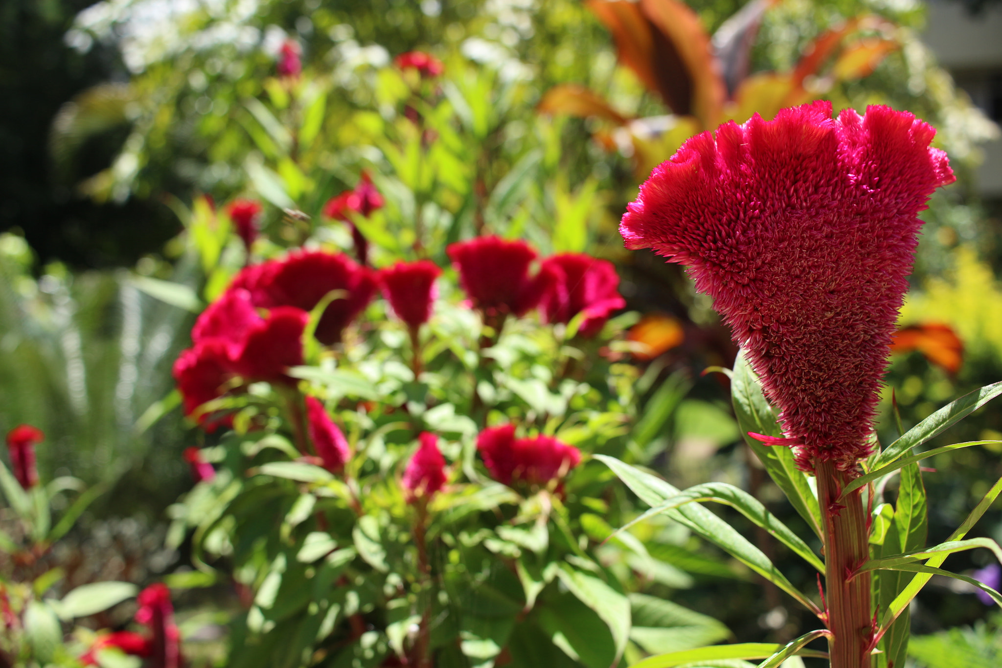 Canon EF-S 24mm F2.8 STM sample photo