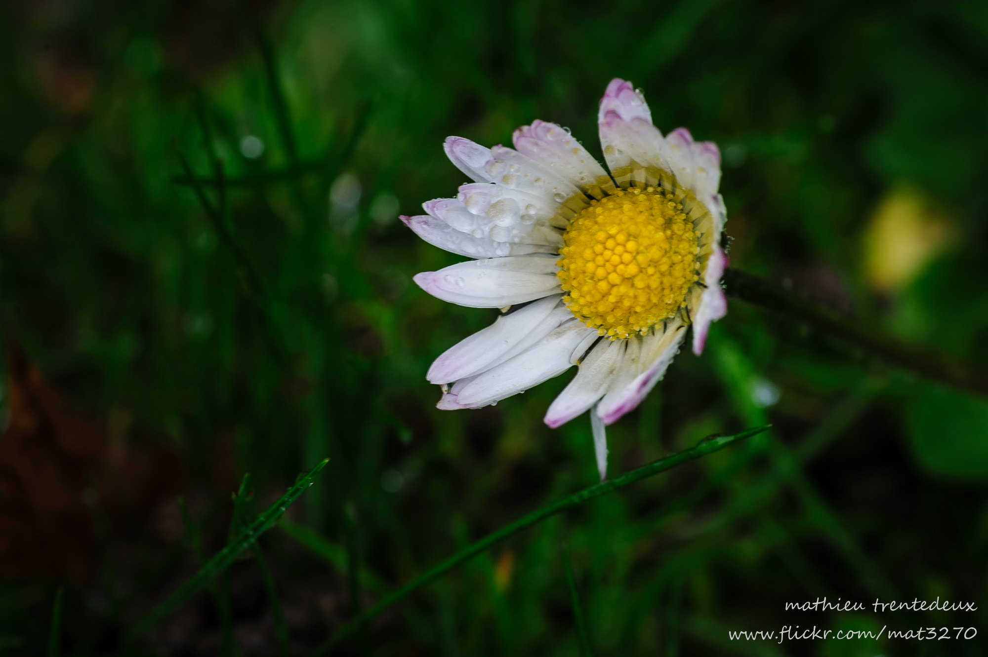 Nikon D700 sample photo. Paquerette photography