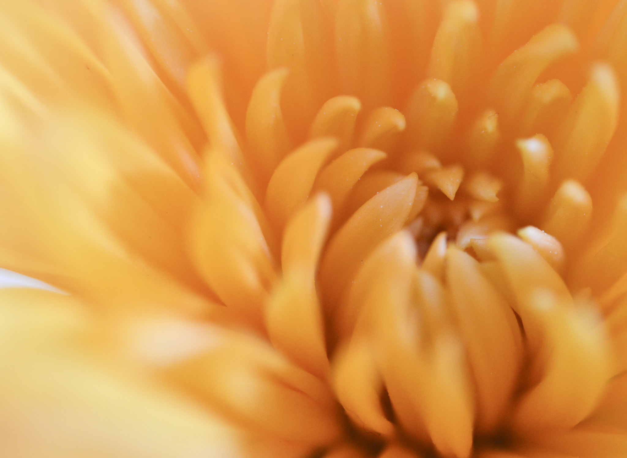 Nikon AF-S Micro-Nikkor 60mm F2.8G ED sample photo. A flowers heart photography