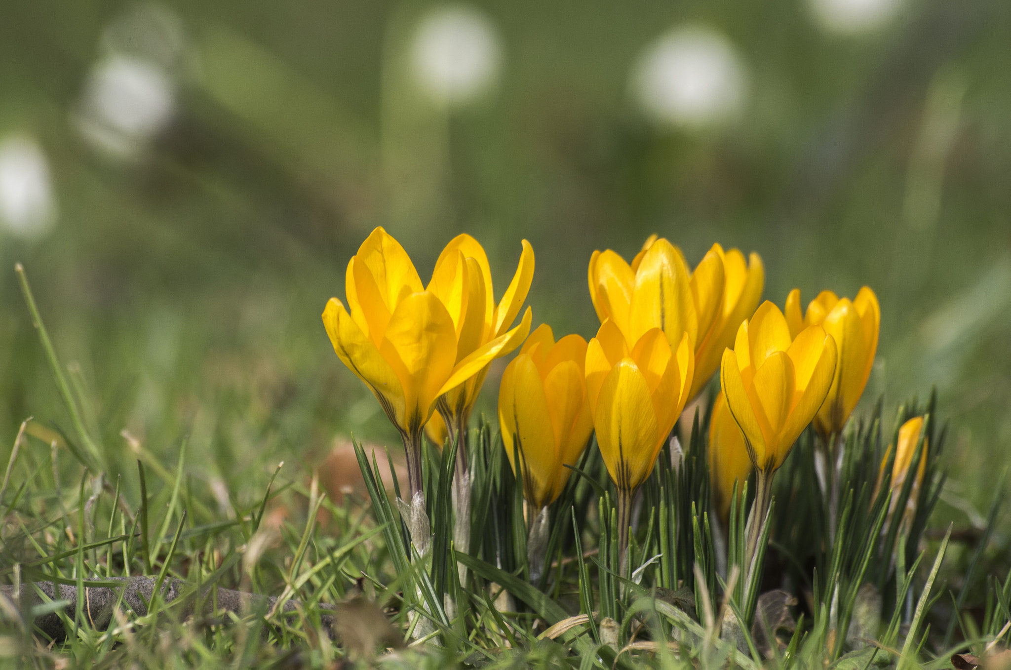 Pentax K-5 + Sigma sample photo. First colors in spring photography