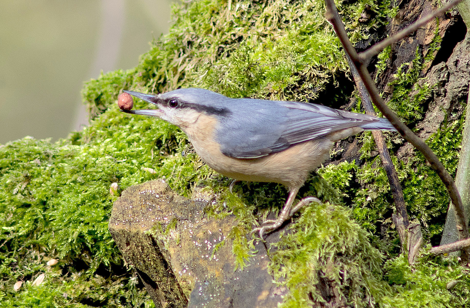 Nikon D7100 + AF Nikkor 300mm f/4 IF-ED sample photo. Love nuts photography