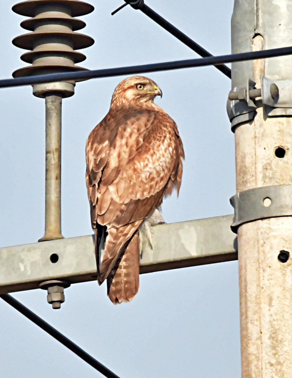 Sigma 150-600mm F5-6.3 DG OS HSM | S sample photo