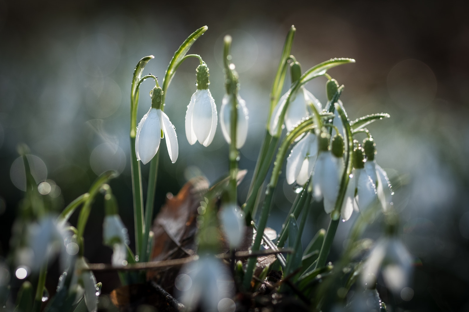 Fujifilm XF 90mm F2 R LM WR sample photo. Snowdrops photography