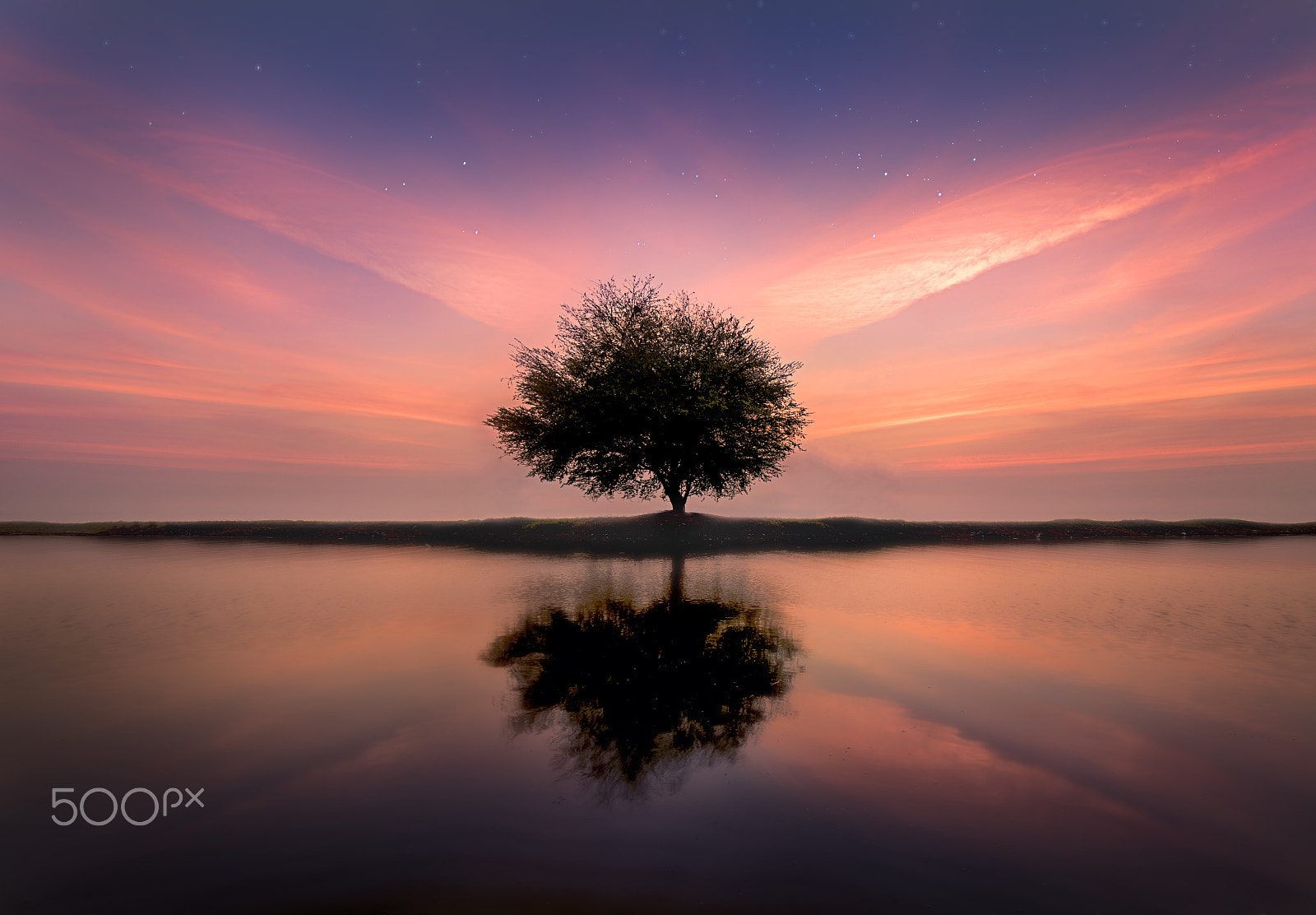 Samyang 14mm F2.8 ED AS IF UMC sample photo. Tree alone photography