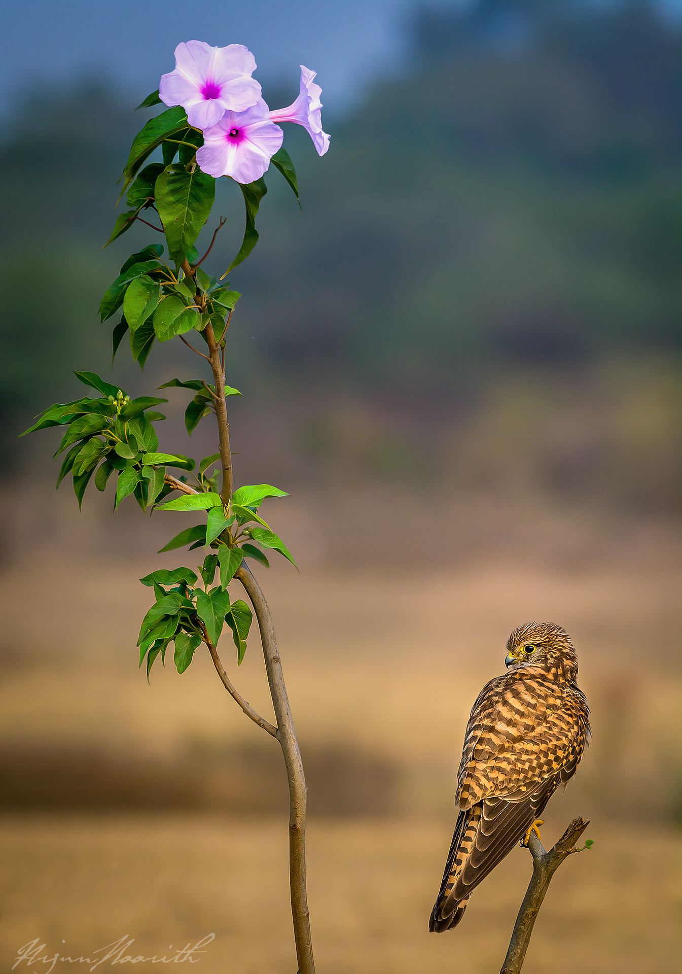 Nikon AF-S Nikkor 200-500mm F5.6E ED VR sample photo. Common kestrel photography