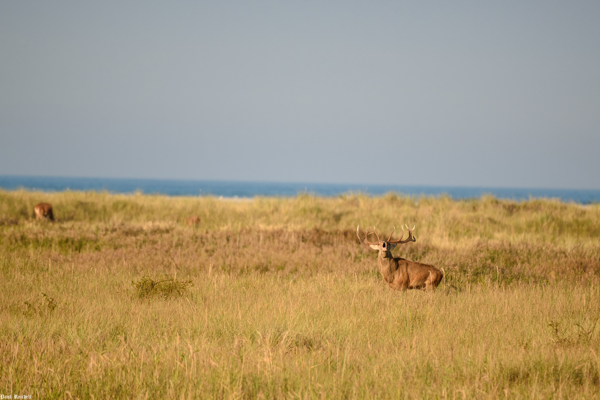 Sigma 150-600mm F5-6.3 DG OS HSM | S sample photo. Rotwildbrunft 2016 photography