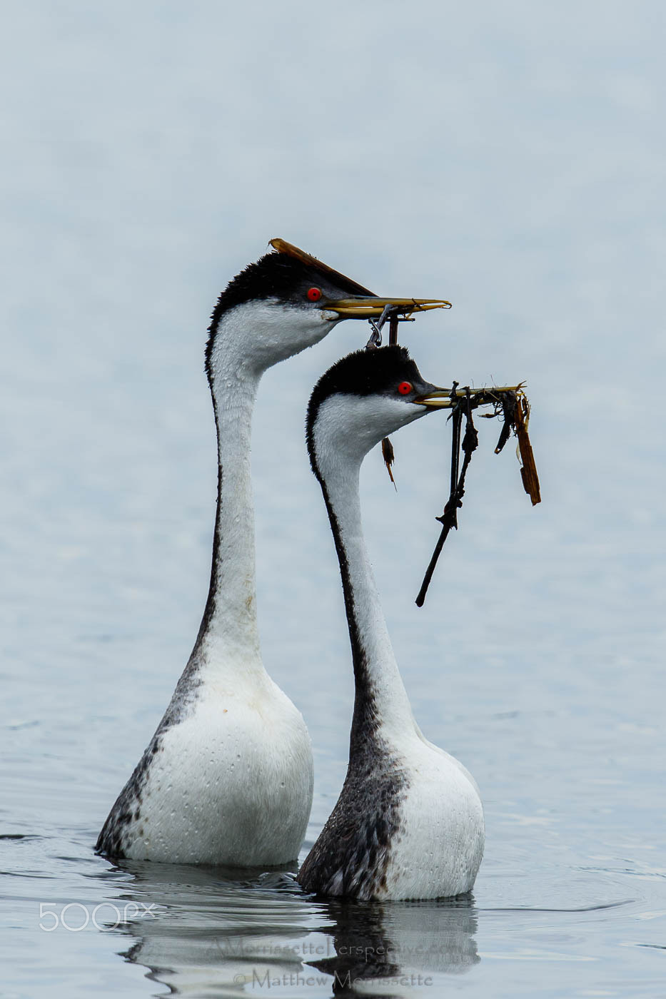 Canon EF 500mm F4L IS II USM sample photo. The dance of the grebes photography