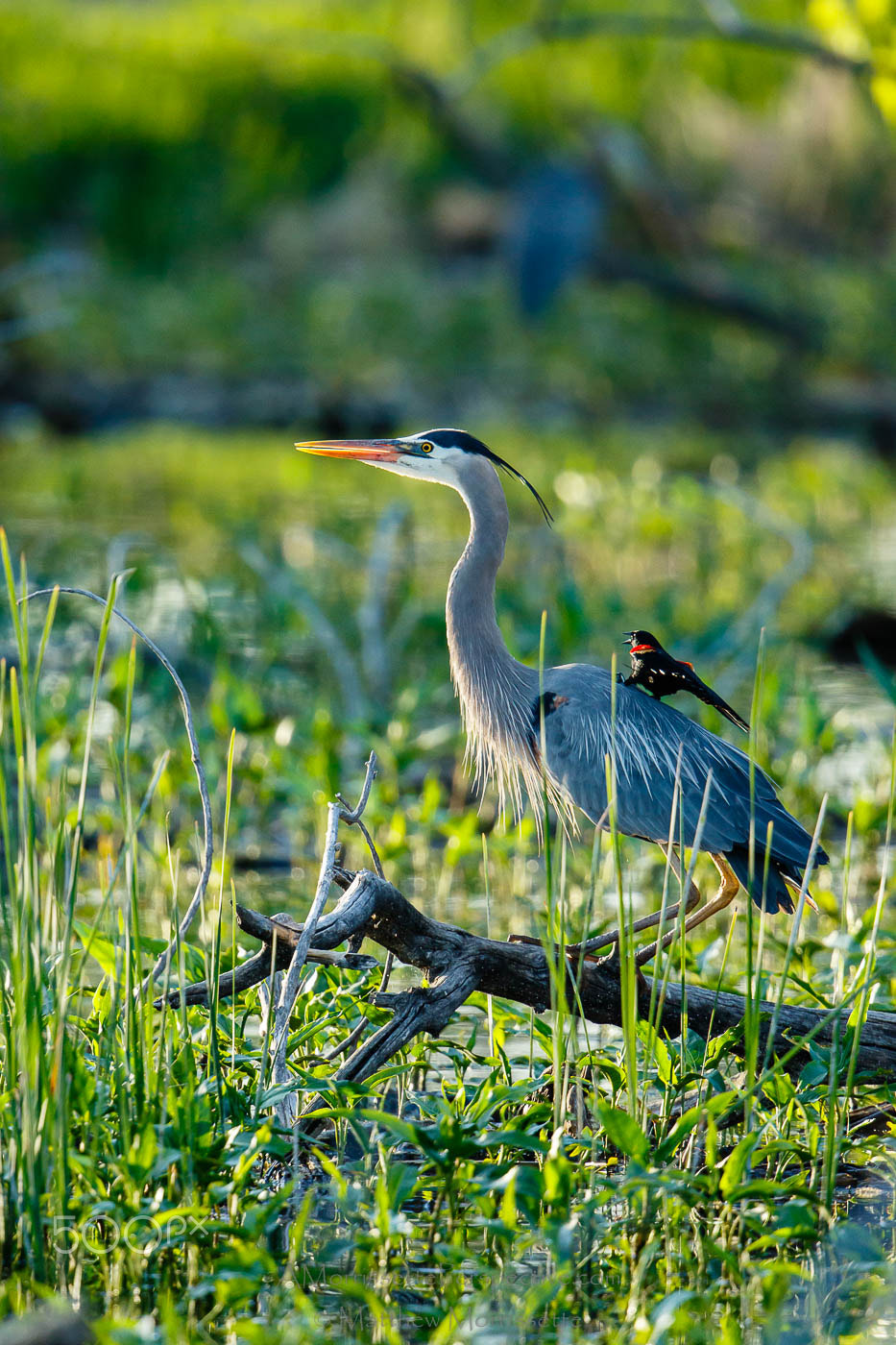 Canon EF 500mm F4L IS II USM sample photo. Onward mighty steed photography